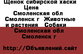 Щенок сибирской хаски › Цена ­ 7 000 - Смоленская обл., Смоленск г. Животные и растения » Собаки   . Смоленская обл.,Смоленск г.